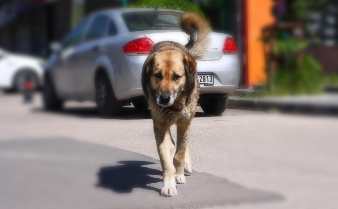 Kpekler uyutulacak m, ne zaman uyutulacak?